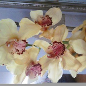 Meet your Posher, Noemi